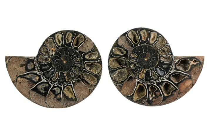 Black, Cut & Polished Ammonite - Crystal Filled #166729